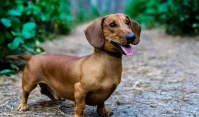 臘腸狗照顧 臘腸狗照顧