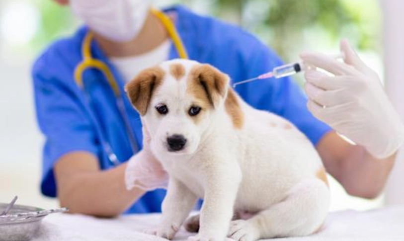 狗狗疫苗副作用 狗狗疫苗副作用