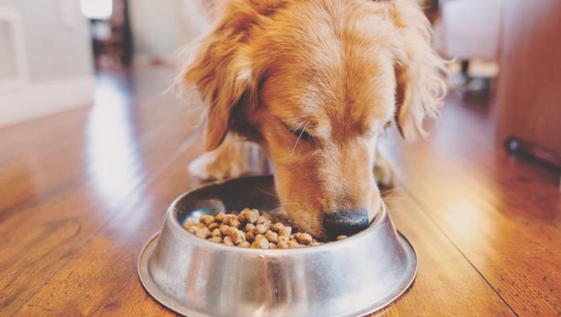 狗狗皮膚過敏飼料
