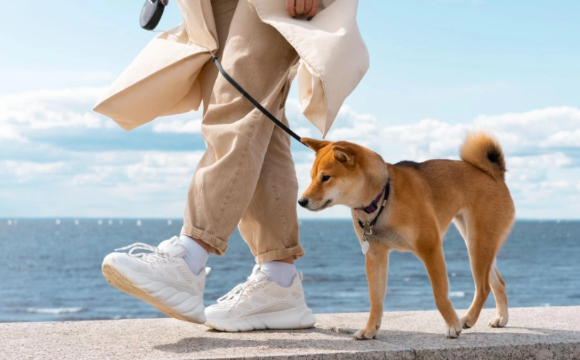 養狗每月花費 養狗每月花費