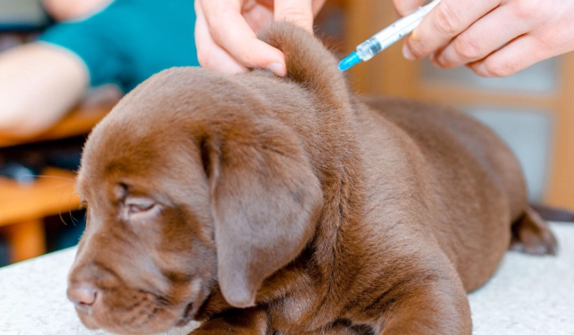 八合一疫苗施打時間 八合一疫苗施打時間