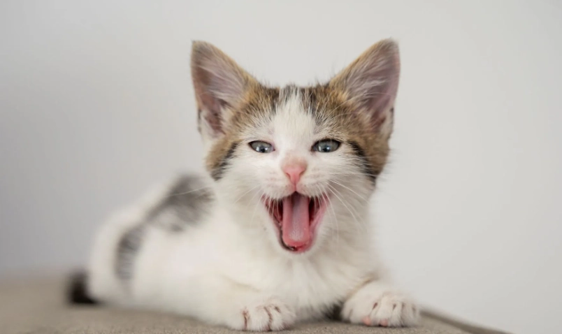 貓咪叫聲意思 貓咪叫聲意思