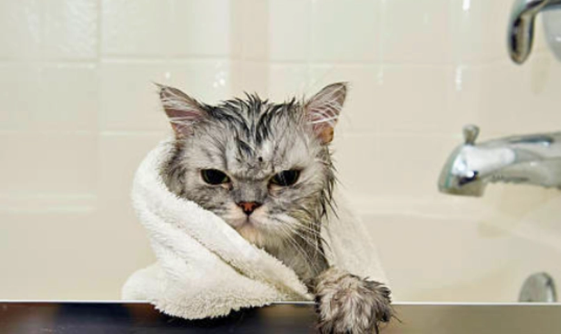 貓咪洗澡不吹乾後果