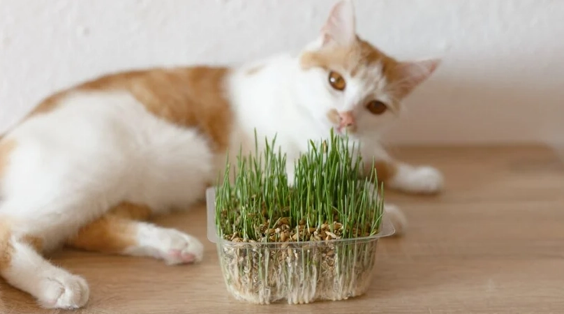 貓 薄荷 副作用