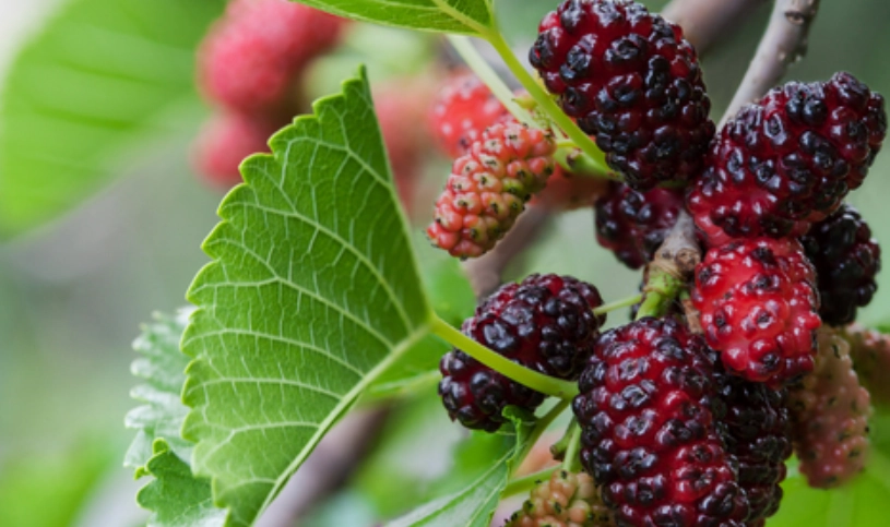 桑葚吃法 桑葚吃法