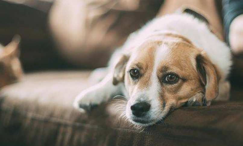 老年犬行為改變