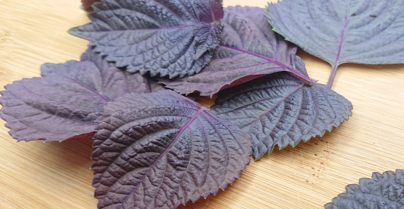 紫蘇禁忌 紫蘇禁忌