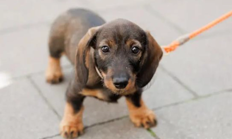 臘腸狗常見錯誤