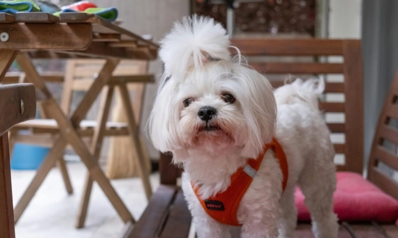 馬爾濟斯聰明嗎