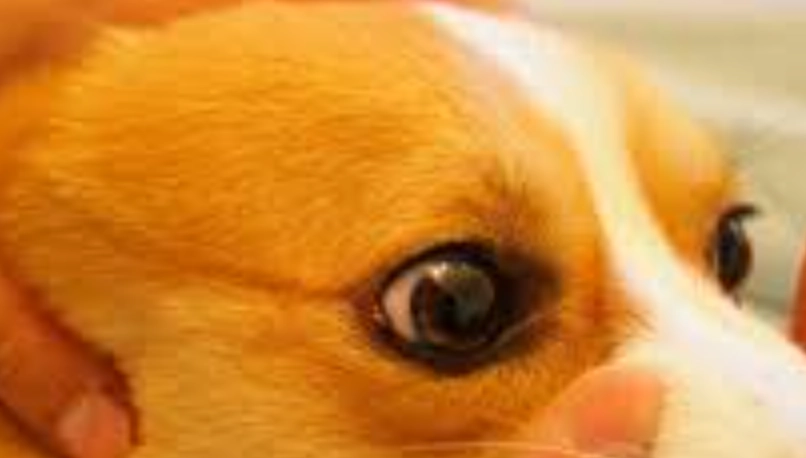 狗狗角膜水泡治療 狗狗角膜水泡治療