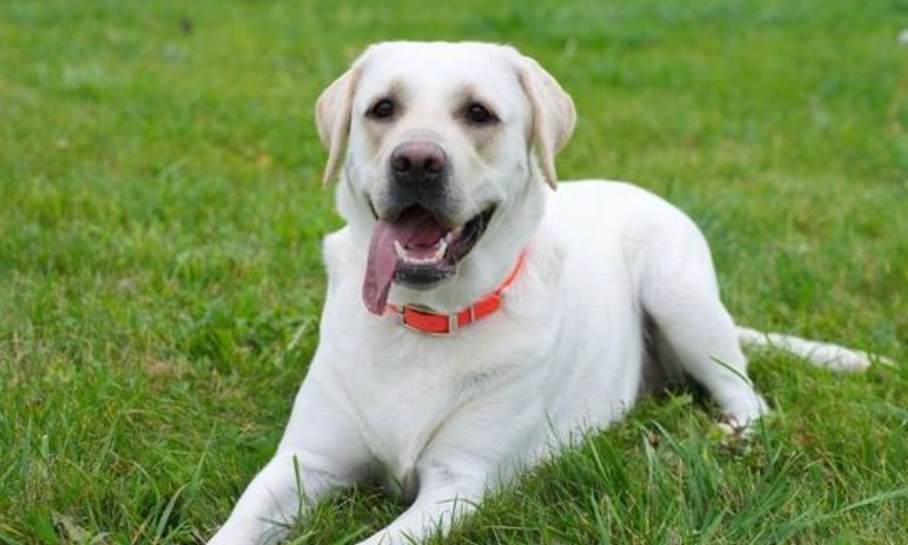 拉布拉多犬缺點