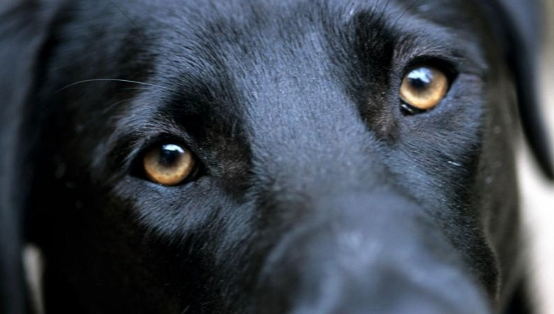 狗眼睛長水泡原因 狗眼睛長水泡原因