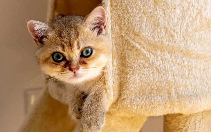 貓咪肢體語言 貓咪肢體語言