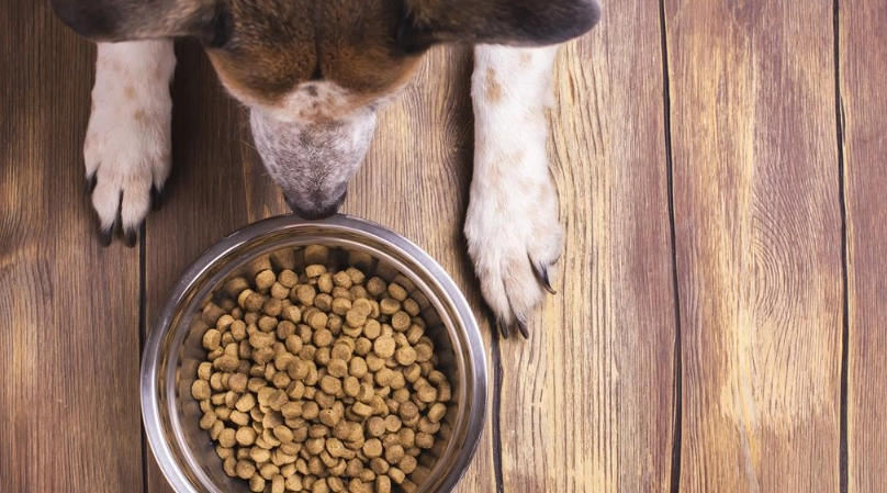 狗狗皮膚過敏飼料