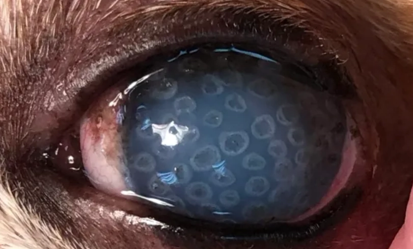 狗狗角膜水泡治療 狗狗角膜水泡治療