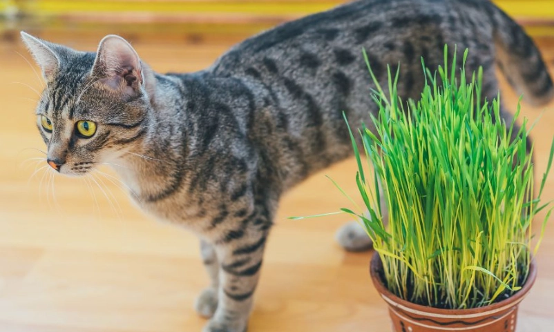 貓薄荷 安全使用