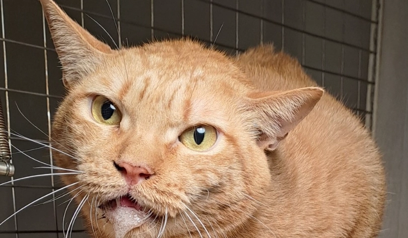 貓咪流口水泡沫