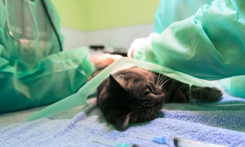 貓結紮後照顧 貓結紮後照顧