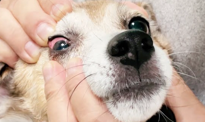 狗狗眼睛紅血絲