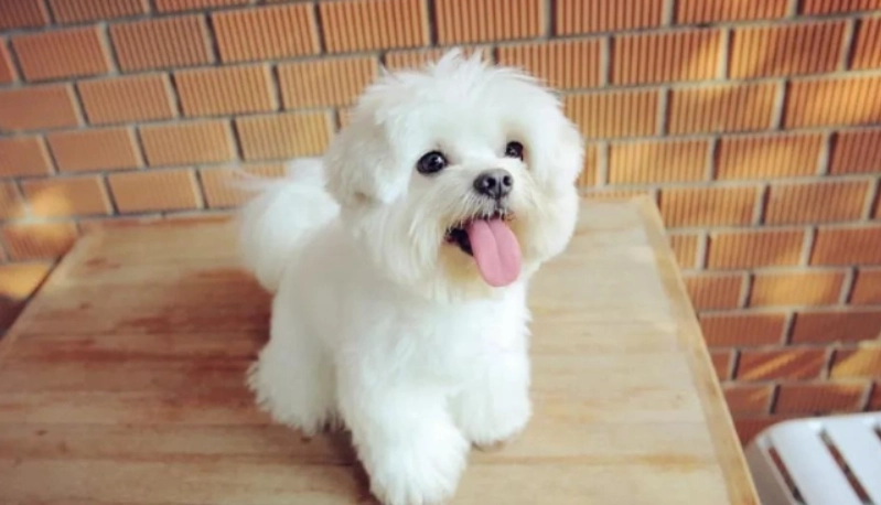 馬爾濟斯聰明嗎