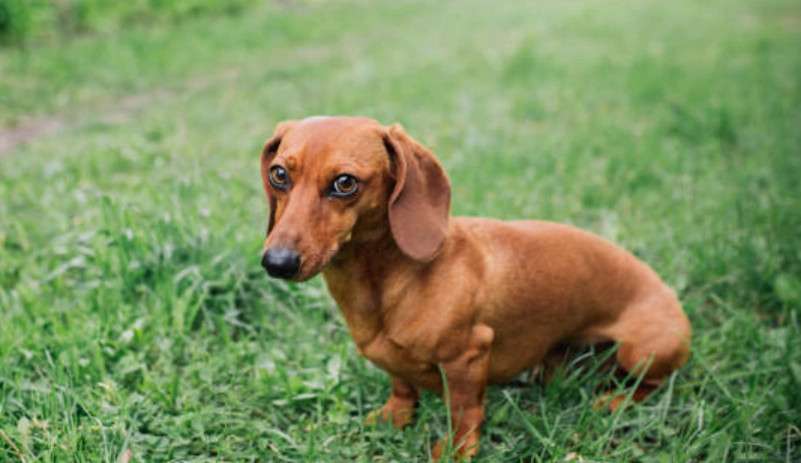 臘腸狗飼養 臘腸狗飼養