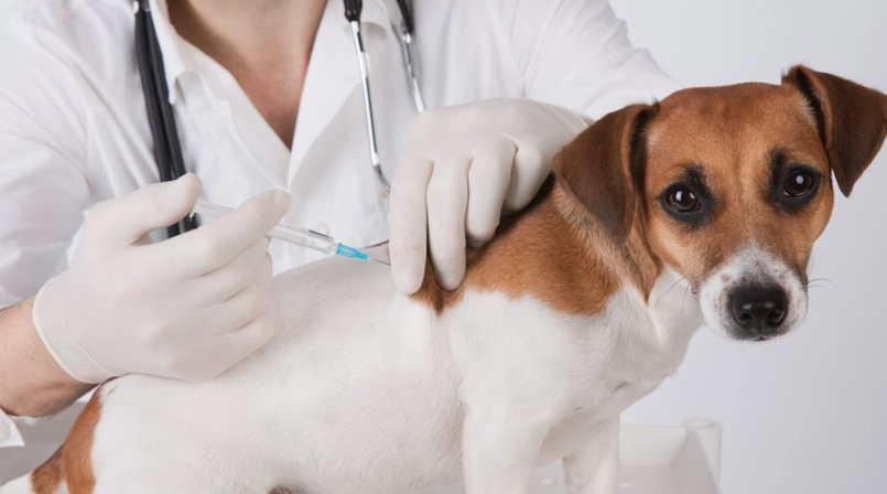 八合一疫苗施打時間 八合一疫苗施打時間