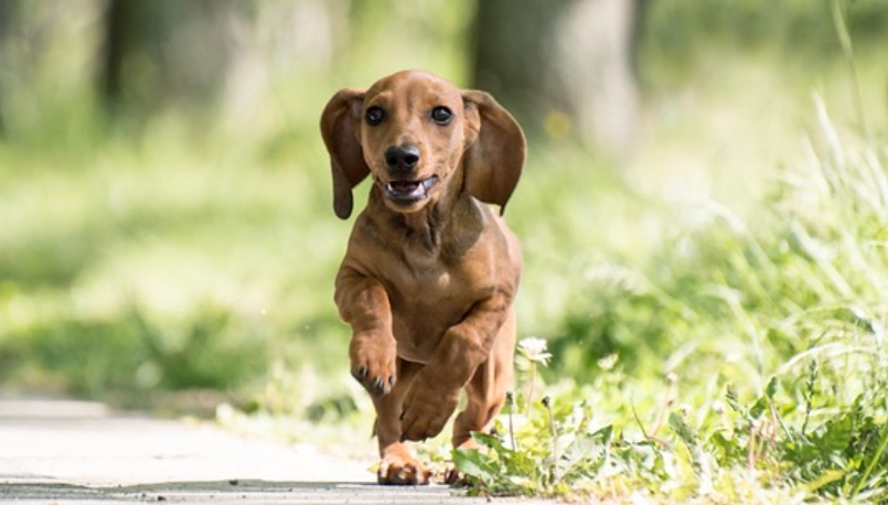 臘腸狗飼養新手攻略：從挑選到照顧的完整指南