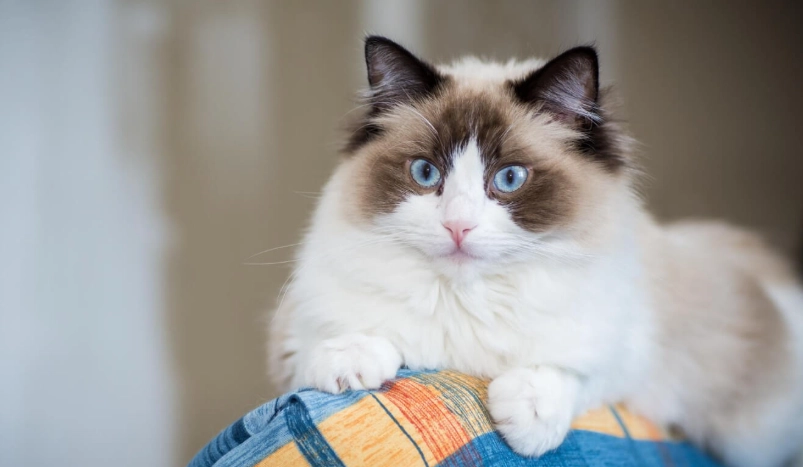 布偶貓 特徵 布偶貓 特徵