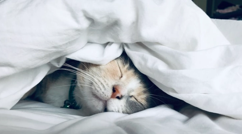 貓泌尿系統檢查 貓泌尿系統檢查