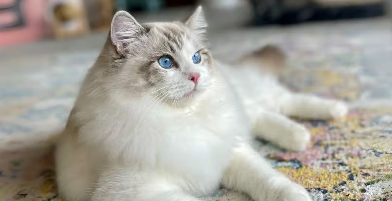 布偶貓 性格 布偶貓 性格