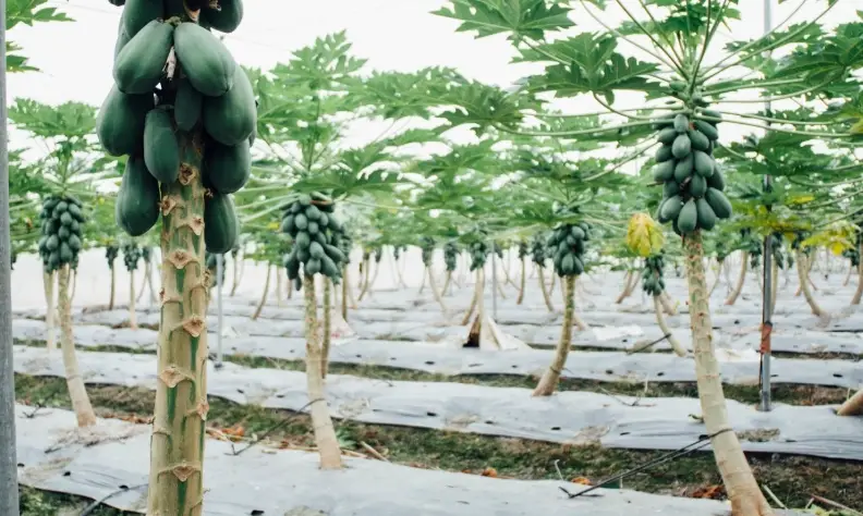 木瓜種植施肥要點