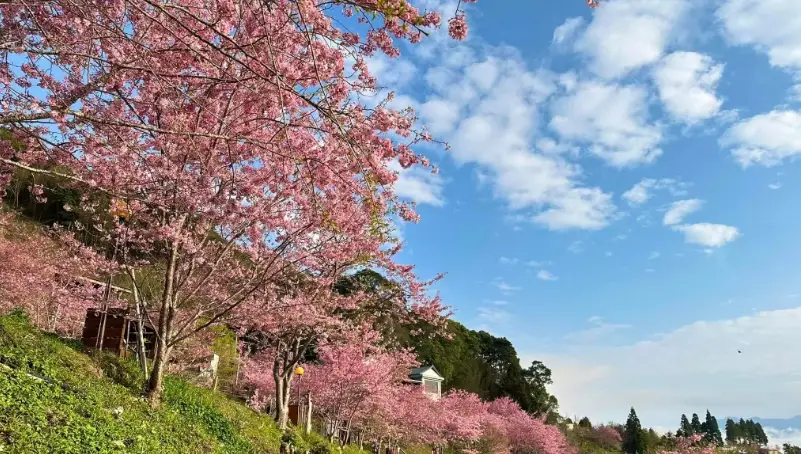 櫻花秘境 櫻花秘境