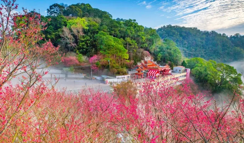 賞櫻景點 賞櫻景點