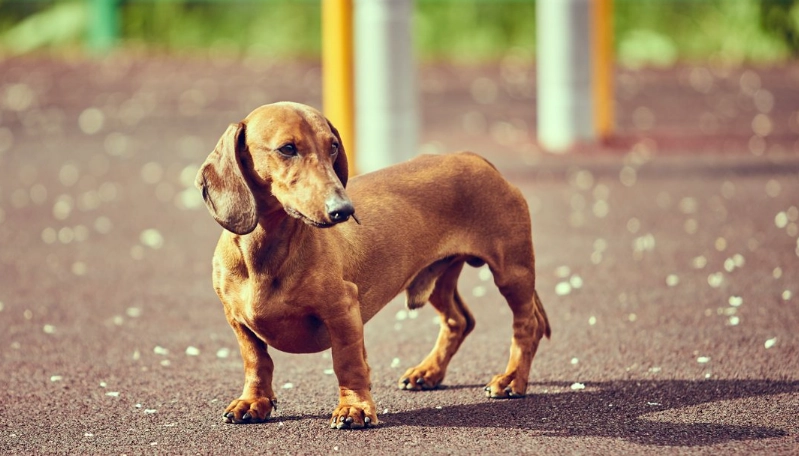 臘腸狗照顧 臘腸狗照顧