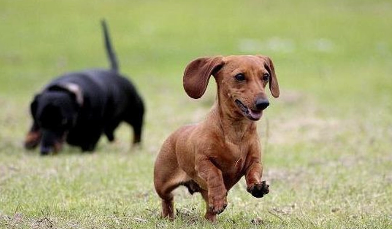 臘腸狗飼養 臘腸狗飼養