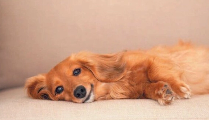 老年犬行為改變