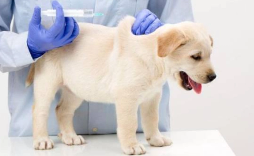 狗狗疫苗副作用 狗狗疫苗副作用