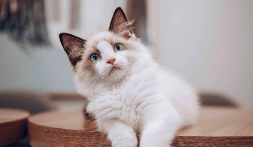 布偶貓 特徵 布偶貓 特徵