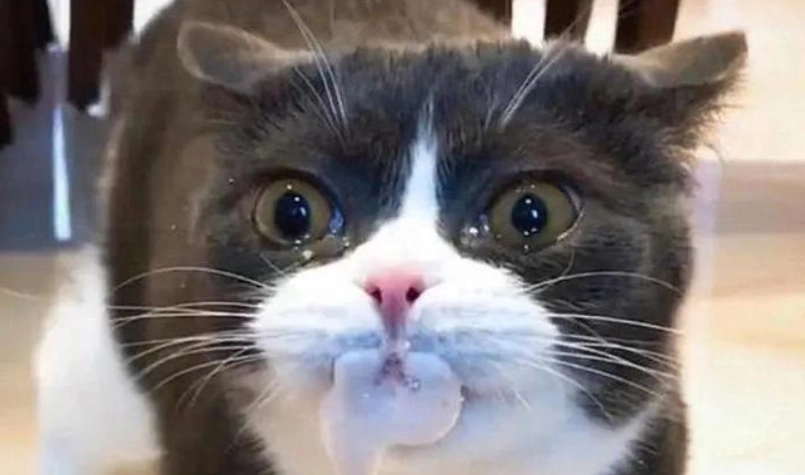 貓咪口吐泡沫處理