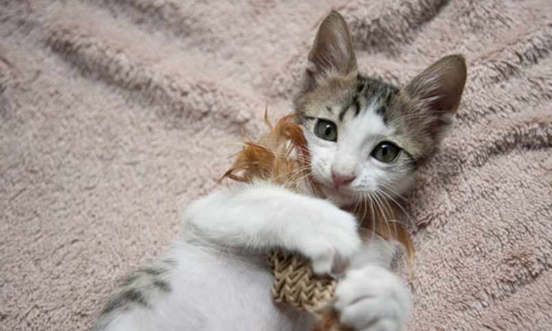 結紮後貓咪行為 結紮後貓咪行為