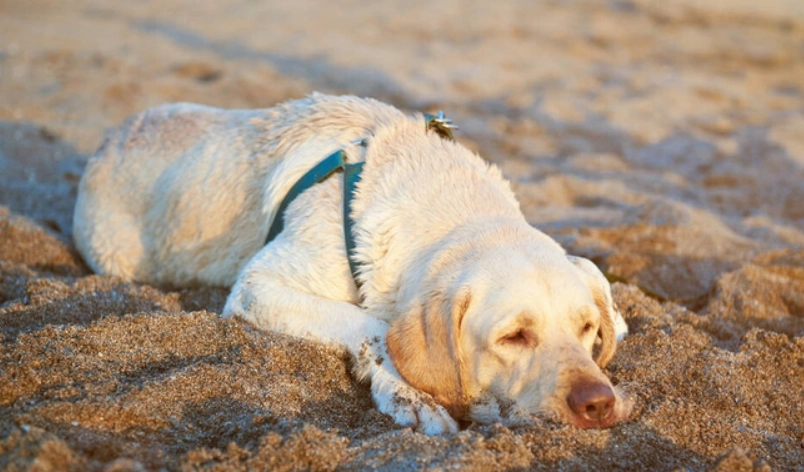 拉布拉多犬飼養困難