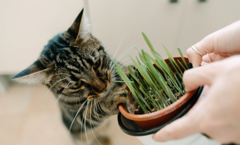 貓 薄荷 副作用