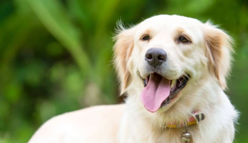 黃金獵犬平均壽命