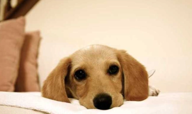 狗狗認知功能障礙綜合征