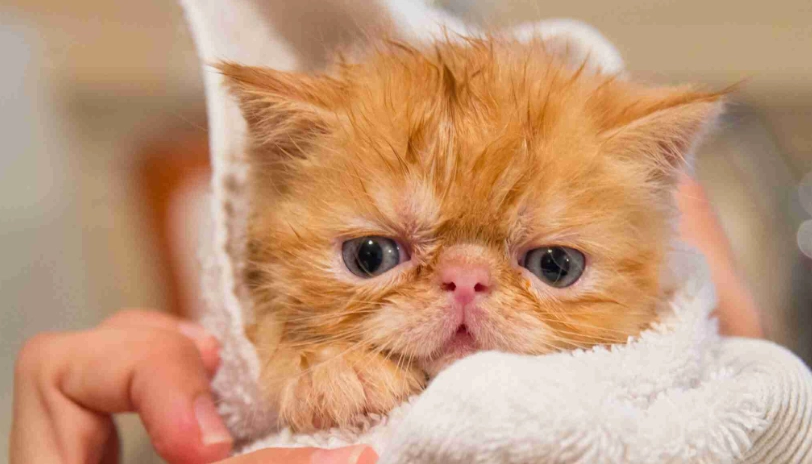 貓咪吹風機推薦