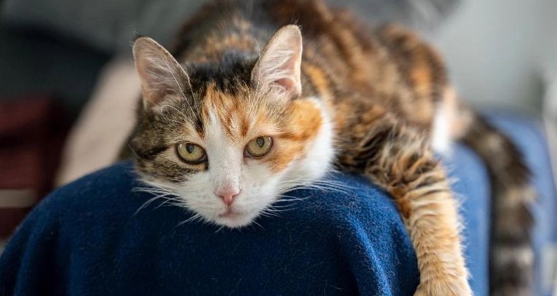 結紮後貓咪行為 結紮後貓咪行為