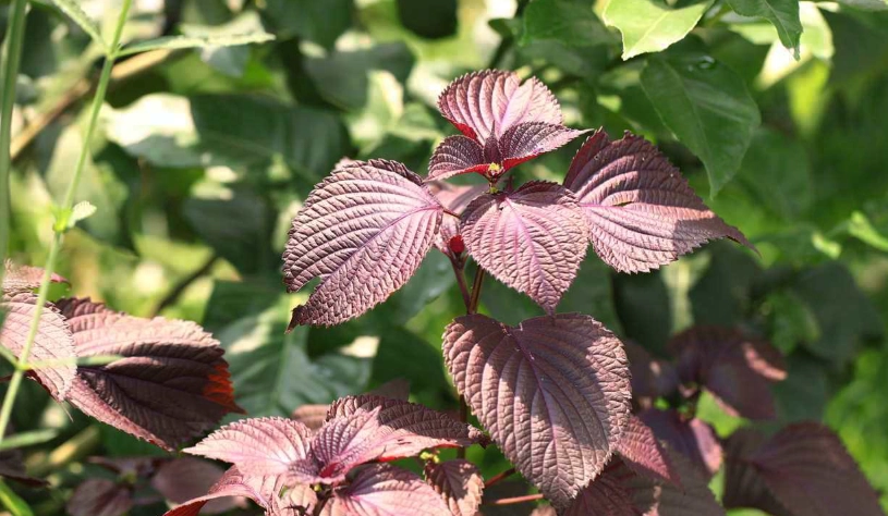 紫蘇功效 紫蘇功效