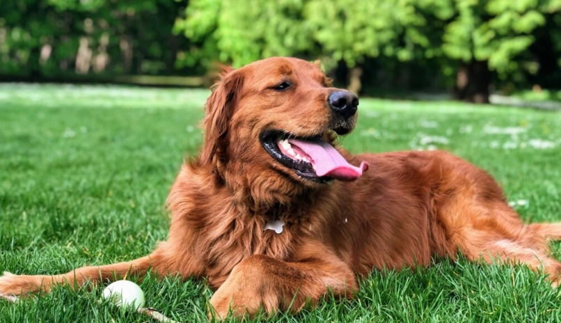黃金獵犬平均壽命
