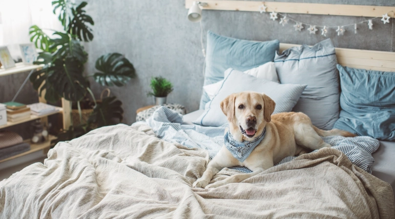 狗狗認知功能障礙綜合征