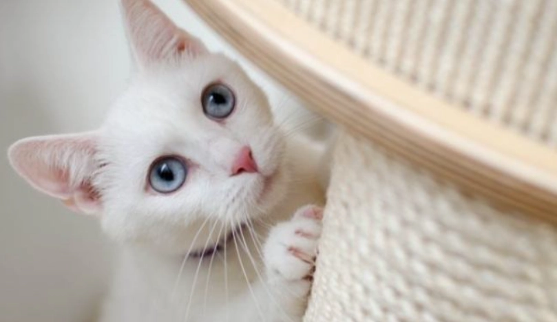 貓咪行為學 貓咪行為學